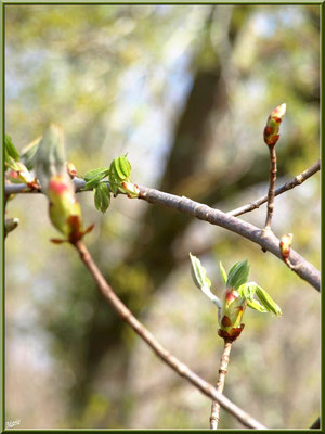 C'est le printemps, les bourgeons du Marronnier d’Inde ou Marronnier Commun libèrent leurs feuilles, flore Bassin d'Arcachon (33) 