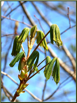 C'est le printemps, les bourgeons du Marronnier d’Inde ou Marronnier Commun libèrent leurs feuilles, flore Bassin d'Arcachon (33) 
