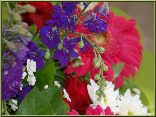 Marché de Provence, samedi matin à Arles (13), étal de fleurs