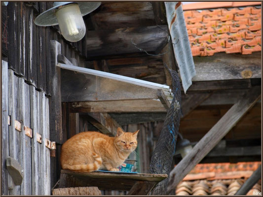 Cabane 15 et son chat 