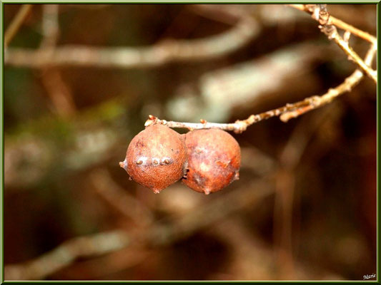 Boules du Chêne ou Galles du Chêne, flore Bassin d'Arcachon (33) 