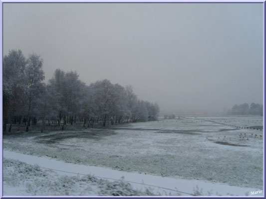 Les prés salés Ouest de La Teste de Buch sous la neige en décembre 2010 (Bassin d'Arcachon)