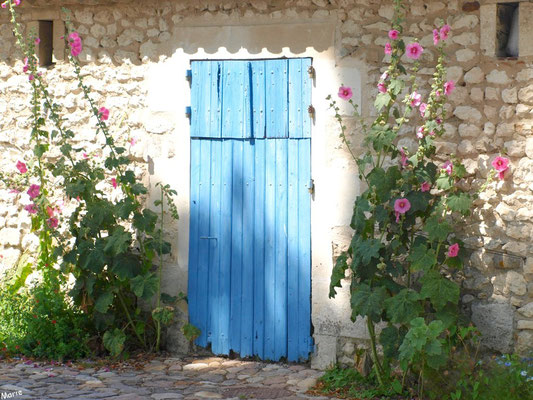 Porte aux volets bleus clos et valérianes à Talmont-sur-Gironde (Charente-Maritime) 