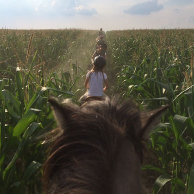 Ritt durchs Feld