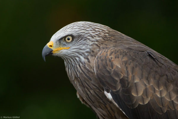 Schwarzmilan (Milvus migrans)