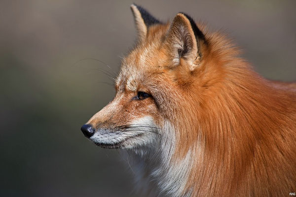 Fuchs