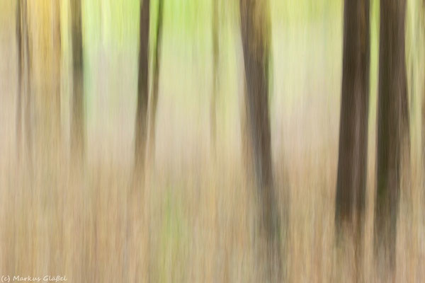 Herbstwald