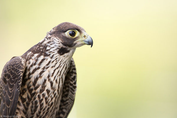 Wanderfalke (Falco peregrinus)