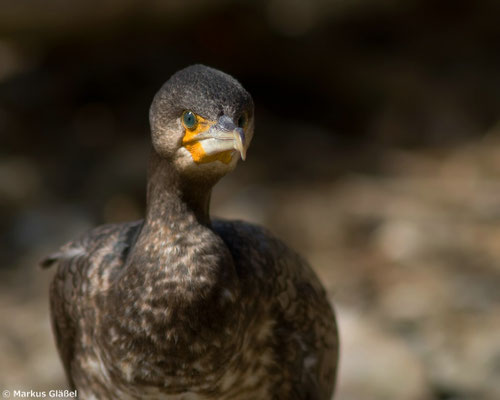 Kormoran