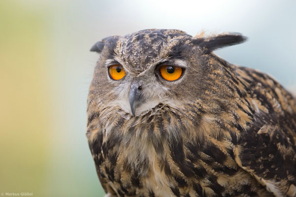 Uhu (Bubo bubo)