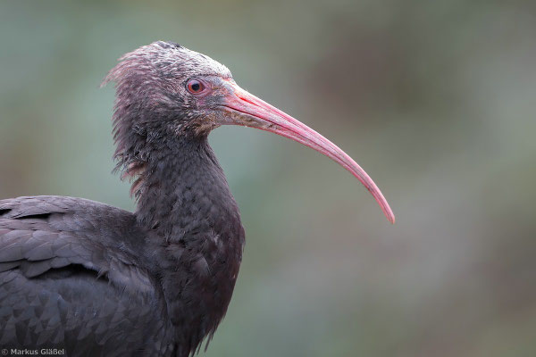 Waldrapp