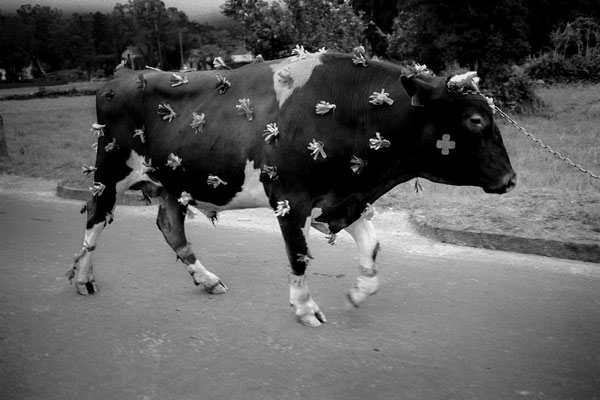 Recolha do gado do Império de São João, Sete Cidades, São Miguel, 2012.