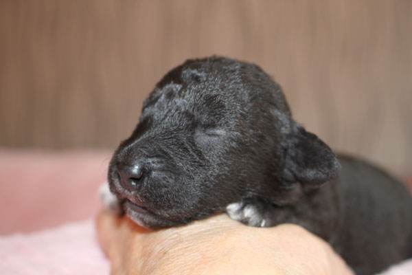 Female Nr. 4