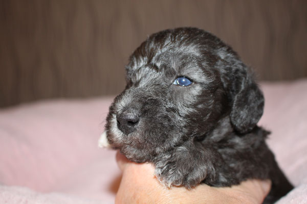 Female Nr. 4