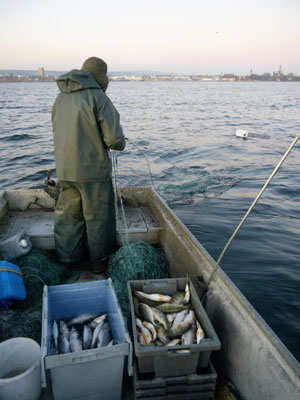 Der Fang des Tages. Wenig im Vergleich zu früher. Seit zehn Jahren gehen die Fischbestände dramatisch zurück. Im Hintergrund Konstanz mit dem Münster.