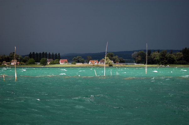 Fischreiser am Untersee.