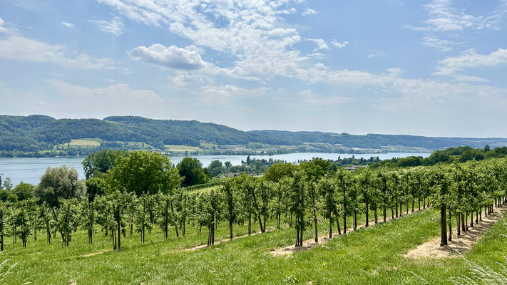 Auch auf der Höri, einer bezaubernden Halbinsel im Untersee, spielt der Roman.