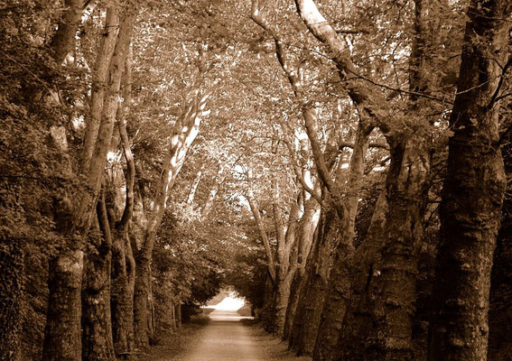 Allee zur Mainau im Herbst...