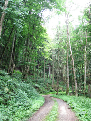 Im Wald bei Bodman. "Was soll das jetzt?" Schwarz spürte, wie Angst Besitz von ihm ergriff. Werdenberg fuhr auf einem schmalen, geschotterten Waldweg, der steil bergauf führte."