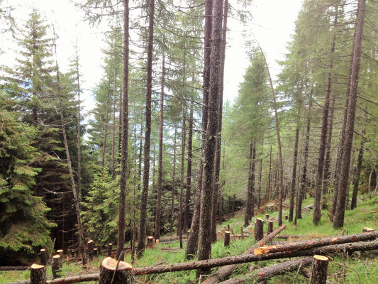 Dirado piantagione Bardüghée, Vogorno