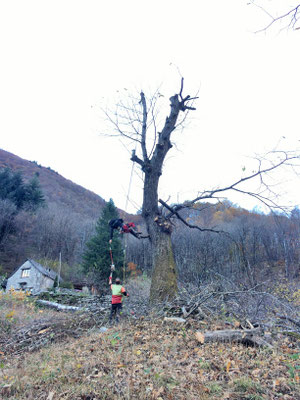 Recupero selva castanile, Gerra Verzasca