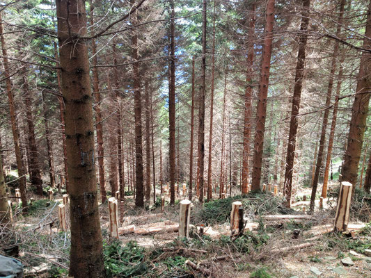 Dirado piantagione Bardüghée, Vogorno