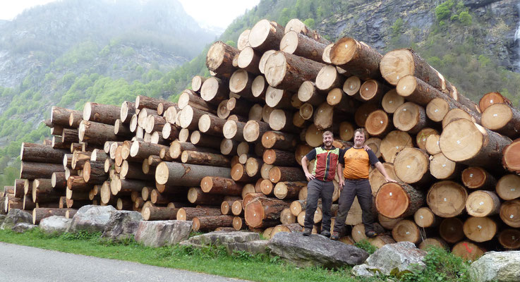 Taglio ringiovanimento piantagione, Sonogno