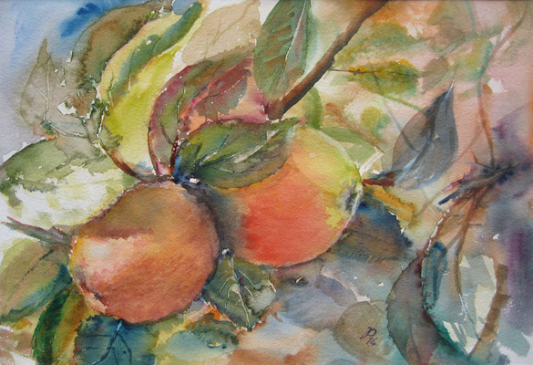 Äpfel  Aquarell 2014  25x37 cm
