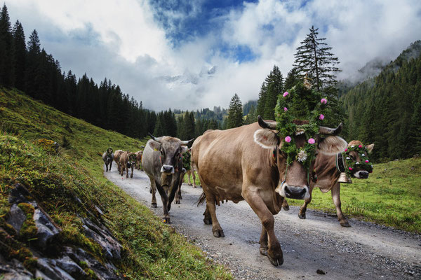 Alpabtrieb Alpe Spora (c) Andreas Haller - Montafon Tourismus GmbH