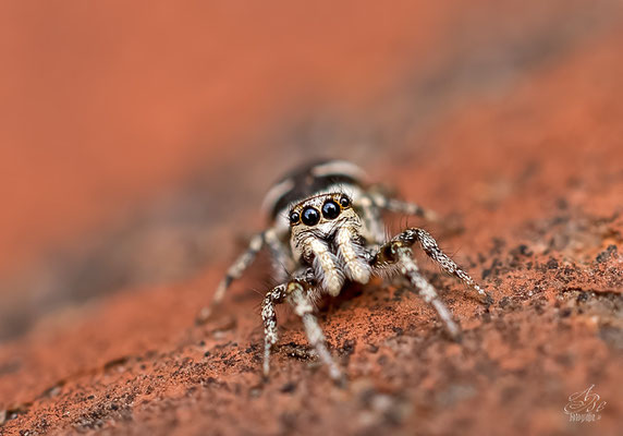 Zebra-Springspinne, 5mm  -Juni14-