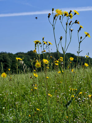 Sommerwiese mit Acker-Gänsedistel  -Juli14-