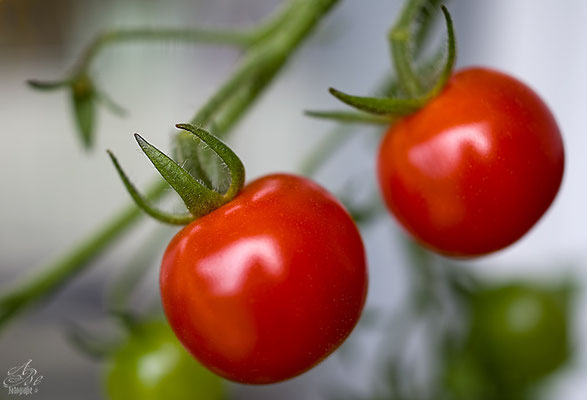 Tomaten-sie sind reif-  -Juli14-