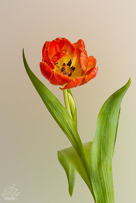 Tulpe  -Febr.14-