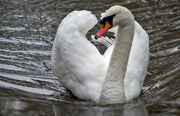 *Unser* Schwan  -Februar15-