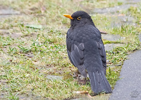 Amsel  -Februar 14-