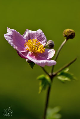 Herbst-Anemone  -August14-