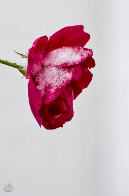 Die letzte Rose - der erste Schnee  -Dezember14-