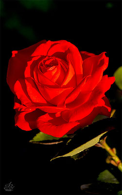 Rose  -Oktober14-