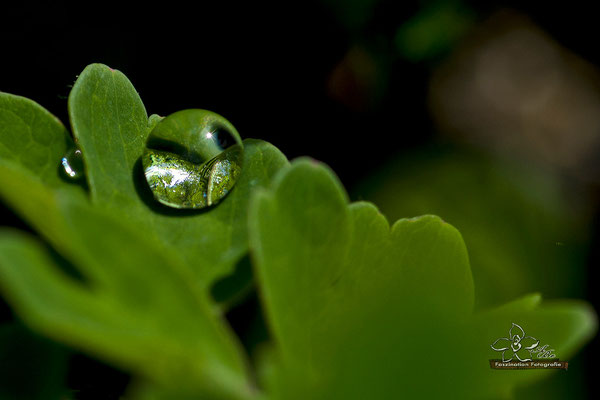 nach dem Regen  -Mai15-