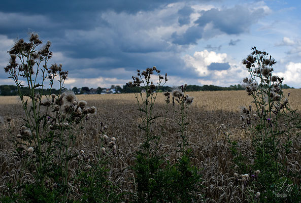 Sommer auf dem Land  -August14-