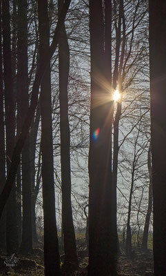 Im Wald  -Februar15-