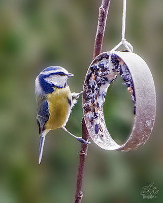 Blaumeise an Meisenring  -Februar 14-