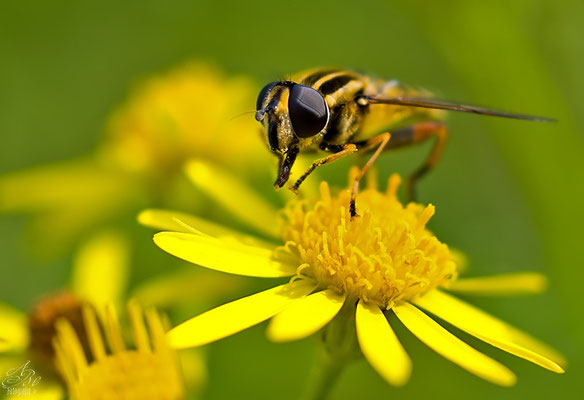 Schwebfliege an gelber Blüte  -Juli14-