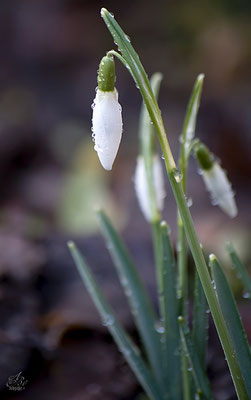 Schneeglöckchen  -Februar15-