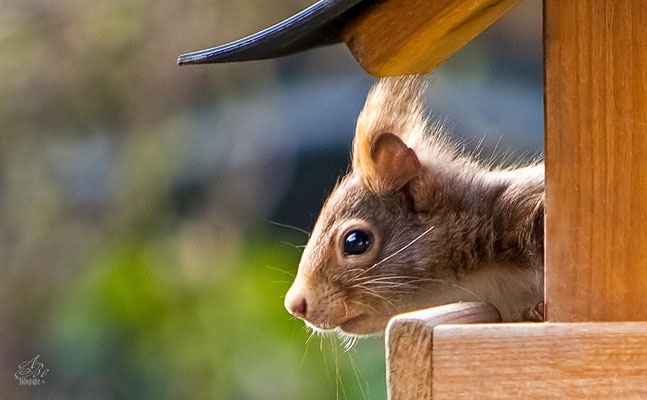 Eichhörnchen im Vogelhäuschen  -April15-