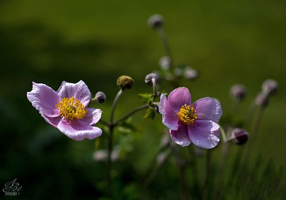 Herbst-Anemone  -August14-