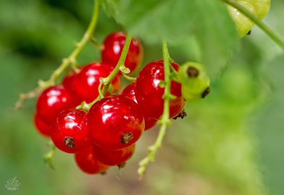 Die ersten Johannisbeeren im Garten  *Juni 14*