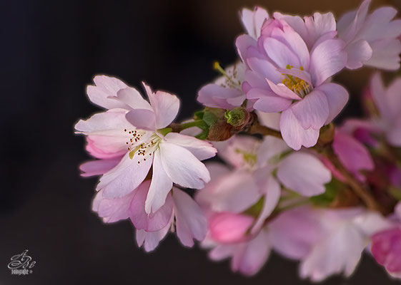 Blüten einer Zierkirsche  *März 14*