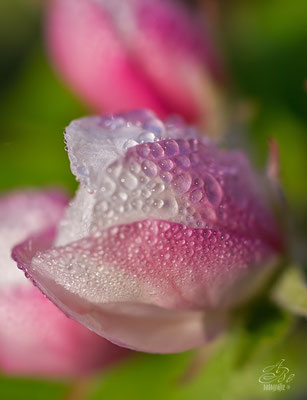 Apfelblüte mit Tautropfen  -April14-