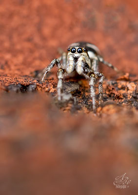 Zebra-Springspinne, 5mm  -Juni14-